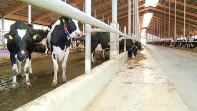 جوزيف الهبر: كيلو البقر 90 الف والغنم 120 مع رفع الدعم 112112