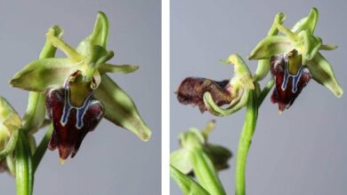 عكار: صنف جديد من السحلبيات 112112