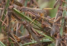 وصول الجراد الى جرود الهرمل 112112