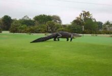 تمساح يقتحم ملعب الغولف خلال بطولة زيوريخ كلاسيك (بالفيديو) 112112