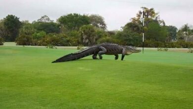 تمساح يقتحم ملعب الغولف خلال بطولة زيوريخ كلاسيك (بالفيديو) 112112