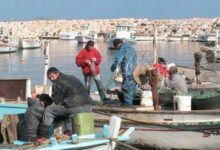 عكار: إصطياد سمكة “تونا” كبيرة وبيعها بحوالي الـ 3 ملايين ليرة 112112