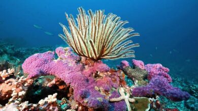 قبالة شواطئ اليابان العثور على أحفورة حية تتكاثر على سواحل هونشو وشيكوكو 112112