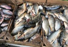 الأمن: مُداهمة سوق السمك في صبرا وإتلاف أسماك مُلوّثة 112112
