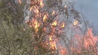 حريق أعشاب وأشجار في ميروبا 112112