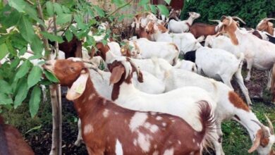 العدو يفرج عن 250 رأس ماعز كان قد اختطفها لمدة ثلاث ساعات 112112