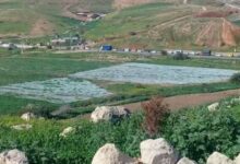 إطلاق نار وقنابل دخانية على المزارعين في سهل كفركلا المحاذي لمستعمرة المطلة 112112