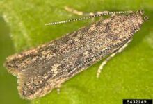 توتا أبسولوتا