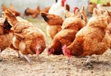 النقابة اللبنانية للدواجن: لا يمكن الإنتظار فساعات قليلة وتقع الكارثة 112112