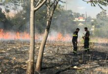 حريق شبّ في أعشاب و أشجار في شتورا 112112