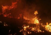 حريق شبّ في أعشاب في السمقانية-الشوف 112112