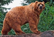 دبّ شارد يجول وسط مدينة نابولي بفلوريدا 112112