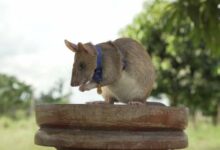 الجرذ الإفريقي "ماغاوا" يتقاعد بعدما أمضى سنوات في اكتشاف الألغام الأرضية 112112