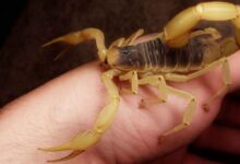 التجمع الطبي الإجتماعي يُطالب بالتحقيق ومحاسبة المسؤول عن وفاة الطفلة زهراء طليس 112112