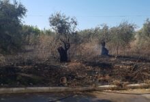 حريق في أعشاب و إطارات وأشجار زيتون في شكا 112112