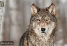 ذئب مفترس يُهاجم أحد المُواطنين في جرجوع ويُصيبه بجروح بالغة 112112