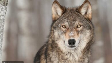 ذئب مفترس يُهاجم أحد المُواطنين في جرجوع ويُصيبه بجروح بالغة 112112