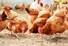 رئيس النقابة اللبنانية للدواجن يُطلق نداء إستغاثة لإنقاذ القطاع الدواجن 112112