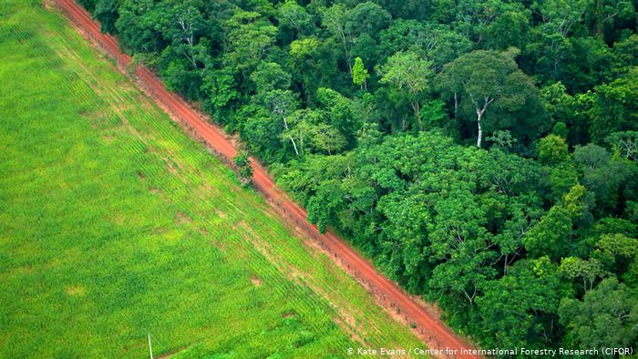 A lush green forest next to a green paddock, divided by a red path.