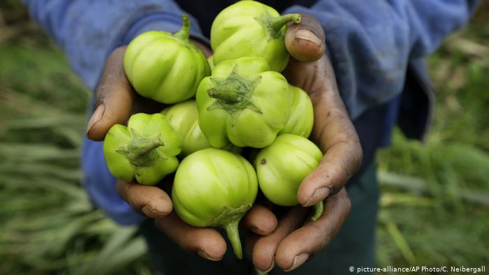 A farmer holding a handful of fruit