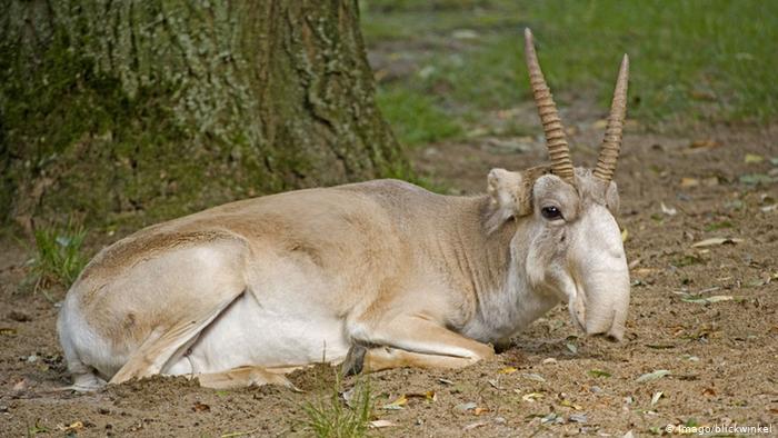 Saiga antelope resting on the ground (Photo: Imago/blickwinkel)