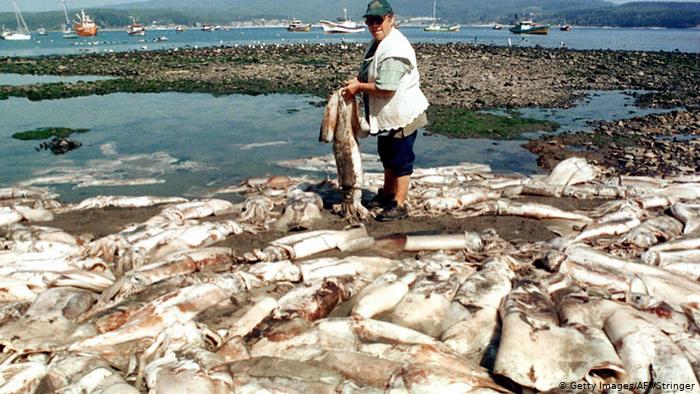 Dead giant squids on Chilean coast, 2016 (Photo: Getty Images/AFP/Stringer)