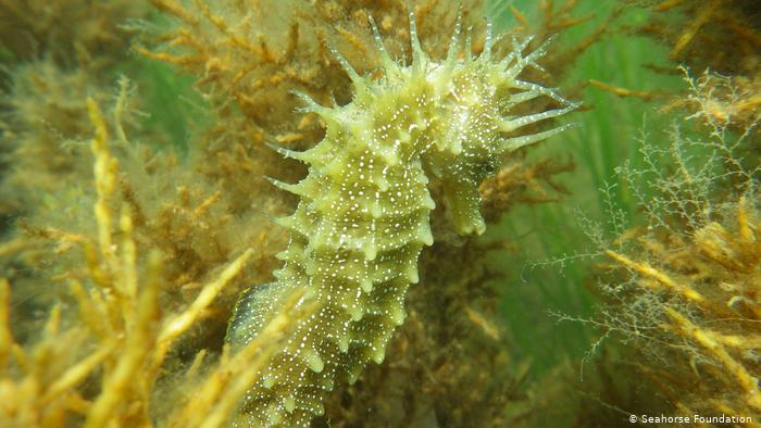 Vom Aussterben bedroht - Dorniges Seepferdchen (Seahorse Foundation )