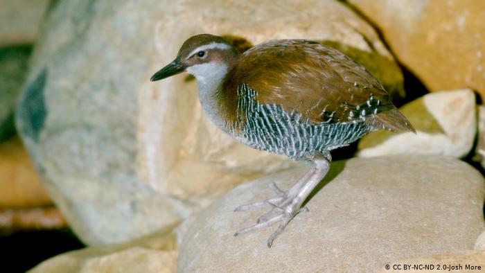 Guam Rail 
