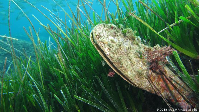 A mussle slightly opened underwater 