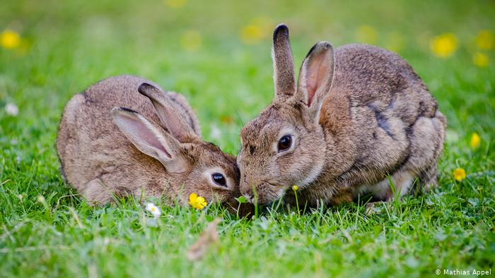 Two rabbits cuddle