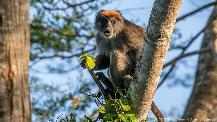 A Tana River Red Colobus sits in a tree and gapes into the distances 