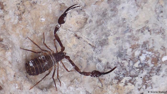A Giant Pseudoscorpion 