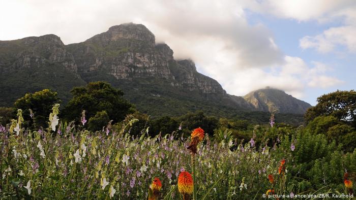Südafrika - Botanischer Garten von Kirstenbosch (picture-alliance/dpa/ZB/R. Kaufhold)
