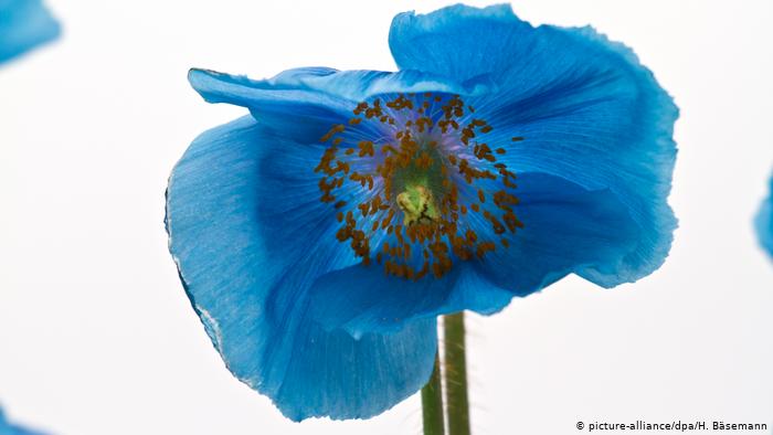 Himalaya Scheinmohn (picture-alliance/dpa/H. Bäsemann)