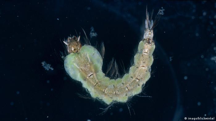 Stechmücke Anopheles