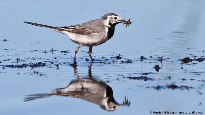 Bachstelze mit Mücken
