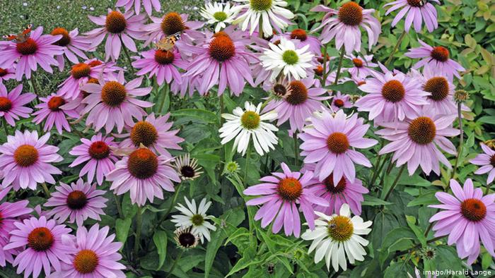 Symbolbild Echinacea
