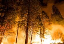 أشجار تاريخية قد تقضي عليها حرائق كاليفورنيا 112112