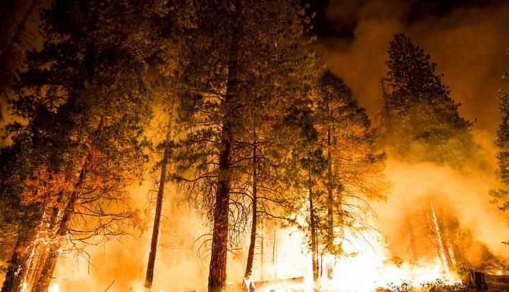 أشجار تاريخية قد تقضي عليها حرائق كاليفورنيا 112112