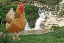 أسعار منتجات الدجاج تُواكب انخفاض الدولار 112112