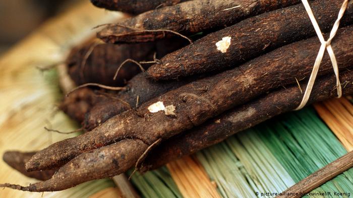 Black salsify (picture-alliance/blickwinkel/R. Koenig)