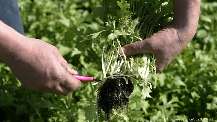 Turnip greens (picture-alliance/dpa/B. Thissen)