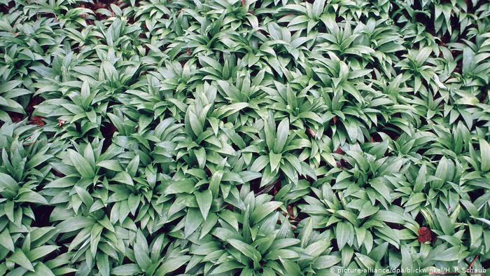 Wild garlic (picture-alliance/dpa/blickwinkel/H. P. Schaub)