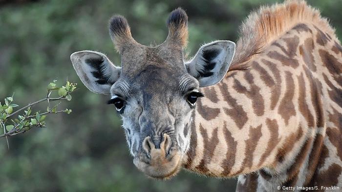 Eine Giraffe beugt ihren langen Hals in die Kamera. Das Tier ist hellbraun mit durchgängiger dunkelbrauner Befleckung. An der gesamten Rückenpartie befinden sich Haare, die hochstehen. An den Oberlidern der Augen befinden sich lange schwarze Wimpern. Die Ohren sind innen weiß behaart und stehen vom Kopf ab. Zwei behaarte Hörner ragen vom Schädel in die Höhe. 