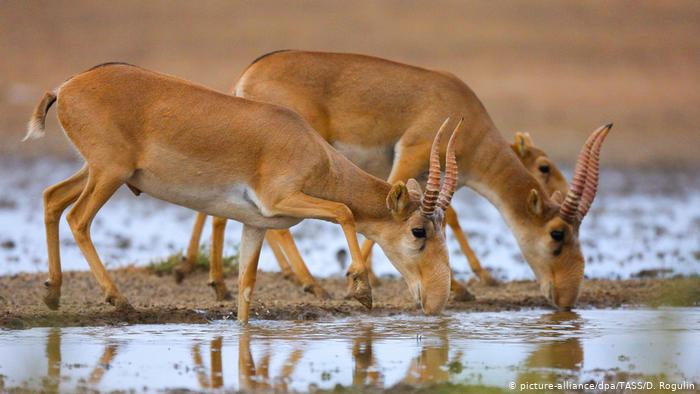 Drei Saigas oder Saigaantilopen beugen sich zum Trinken über eine Wasserstelle. Die hellbraunen Tiere haben einen Kopf, der wie eine Banane geschwungen ist und gedrehte, nach oben gerichtete Hörner. Vom Kopf und der Fellfärbung ähneln die Saigas Kamelen. Der Schwanz besteht nur aus einem braunen Stummel. 