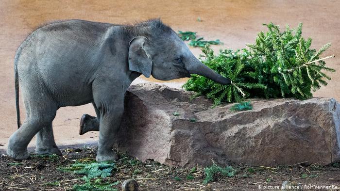 Ein grauer Elefant ohne Stoßzähne umgreift mit seinem Rüssel einen von zwei Tannenbäumen, die auf einem länglichen Felsen liegen. Rundherum liegen einzelne grüne Tannenzweige. Laut Bildangabe wurde die Szene im Zoo fotografiert. Der Elefant ist noch kein Jahr alt.