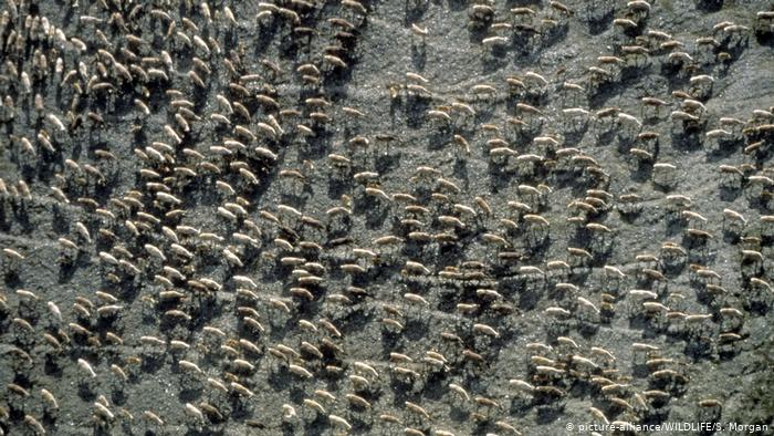 Luftaufnahme einer Karibuherde. Zu sehen sind unzählige kleine, weiße und hellbraune Tiere, die sich von links zum rechten Bildrand hin orientieren.Laut Bildangabe handelt es sich um eine Herde der großen Rentier-Art in den USA. Sie wandert gerade von den Sommerweiden an der Küste zu den Überwinterungsgebieten. 