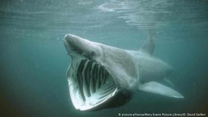 Ein Riesenhai mit aufgerissenem Maul schwimmt knapp unter der Wasseroberfläche. Er ist grau, die ausgeprägten Kiemenknochen weiß. Von der rechten Seite zu erkennen sind zwei Flossen auf imaginärer Arm- und Beinhöhe, sowie eine Rückenflosse, die fast schon aus dem Wasser herauszuragen scheint. 