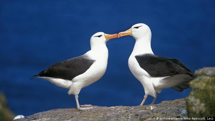 Zwei Albatrosse stehen sich Schnäbel küssend gegenüber. Sie stehen auf einem Felsen, haben beide ein weißes Gefieder an Kopf, Brust, Bauch, oberen Beinen und Hinterteil. Die Rücken- und Flügelpartien sind schwarz. Die Schnäbel weisen eine hell orangene Färbung auf. Auffallend ist die Krümmung der Schnäbel. 