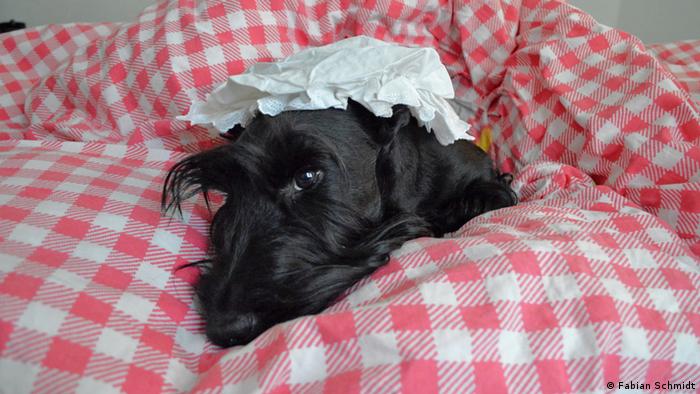 Sir Darnley’s Ambitious Angus, ein Scottish Terrie, liegt mit einer Schlafhaube/ Nachthaube auf dem Kopf im Bett 